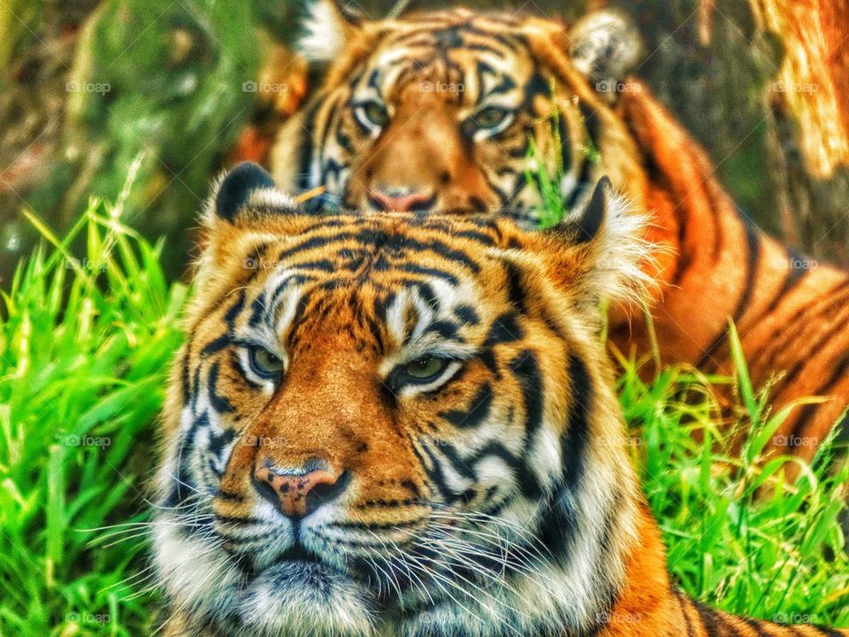 Pair Of Sumatran Tigers. Beautiful Pair Of Tigers Gazing Out From Tall Grass
