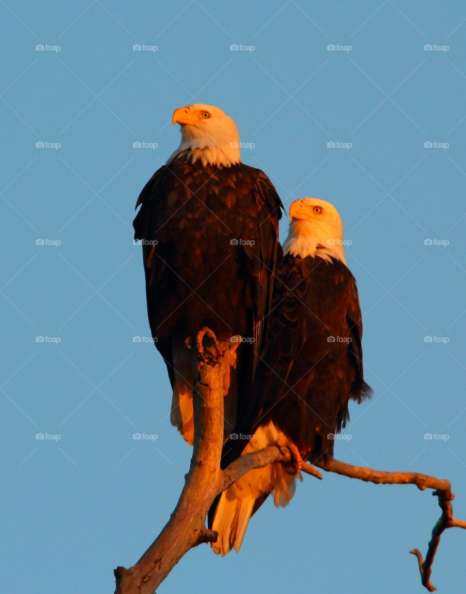 Doesn't matter which position you're,  your both are Eagle.