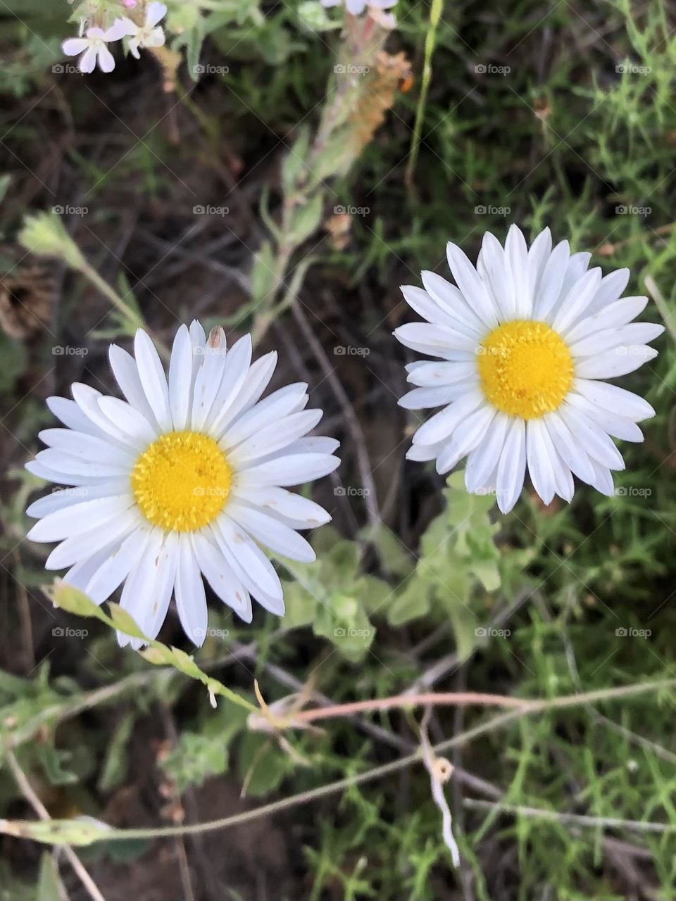 Two beautiful wildflowers growing on the side of the main road to the ranch in Texas. 