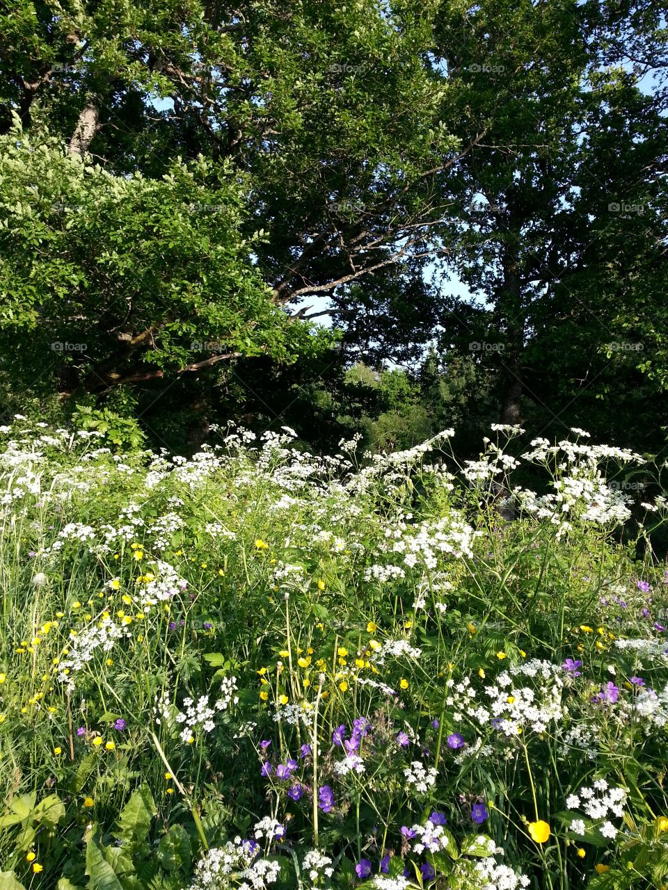 Wild flowers
