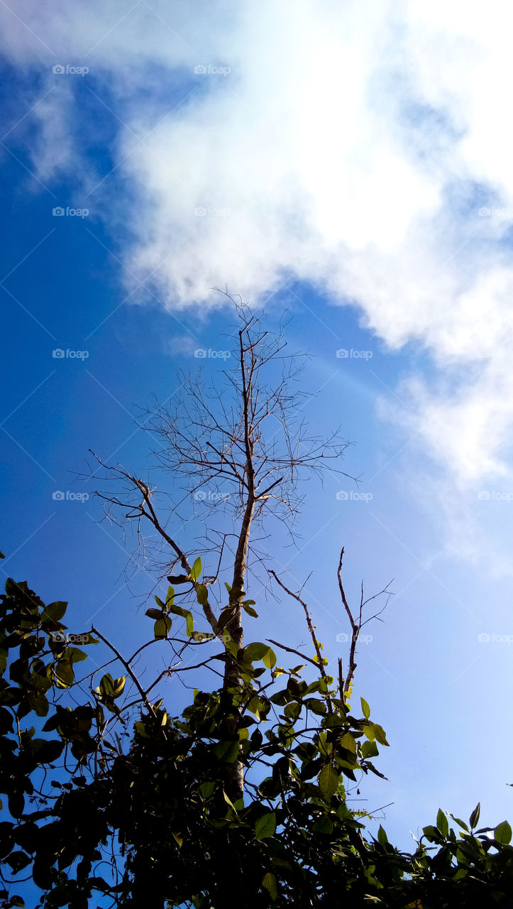 dry old wood with a background of sky and blue clouds