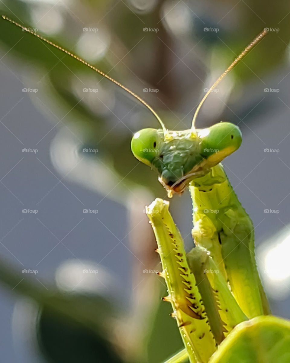 Macro female praying mantis