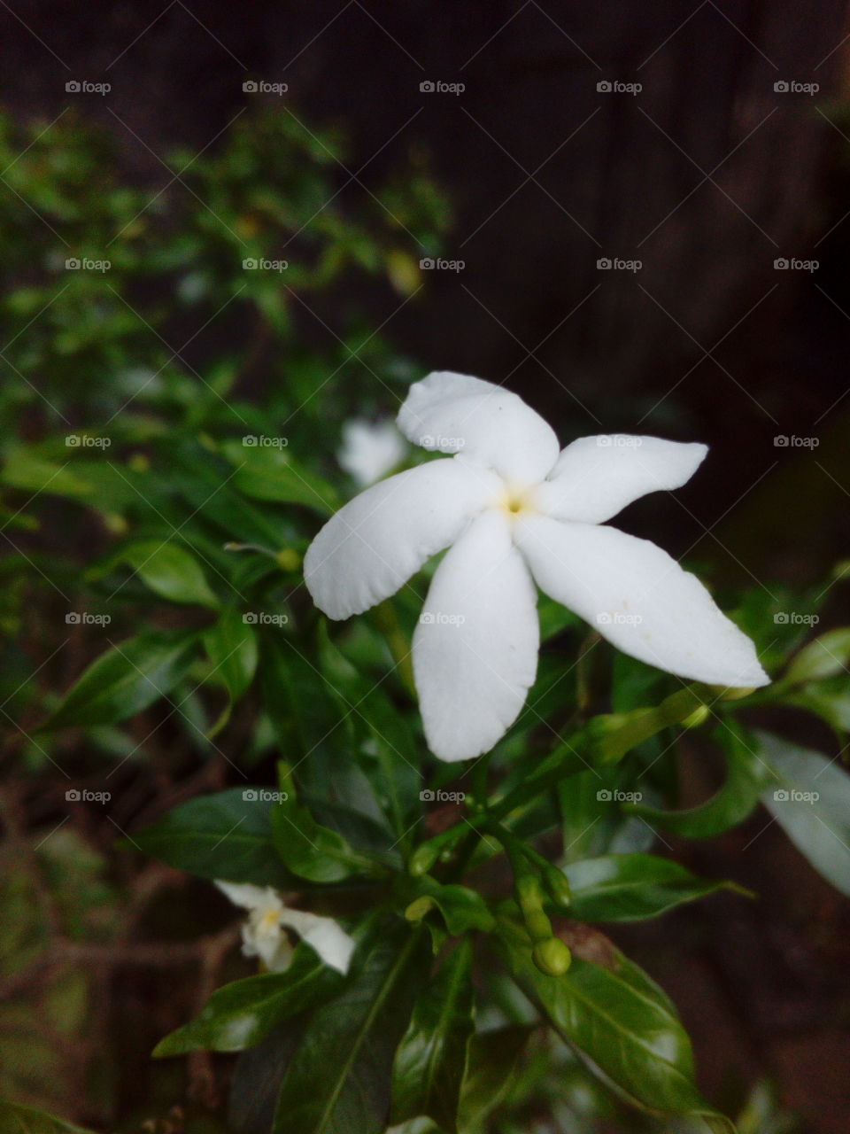White Flower