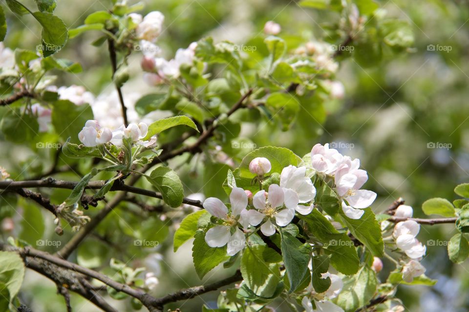 Close-up of tree branch