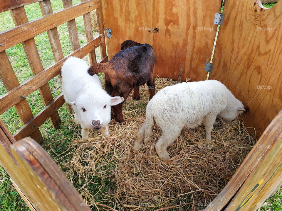 sheep and goat at tha fest