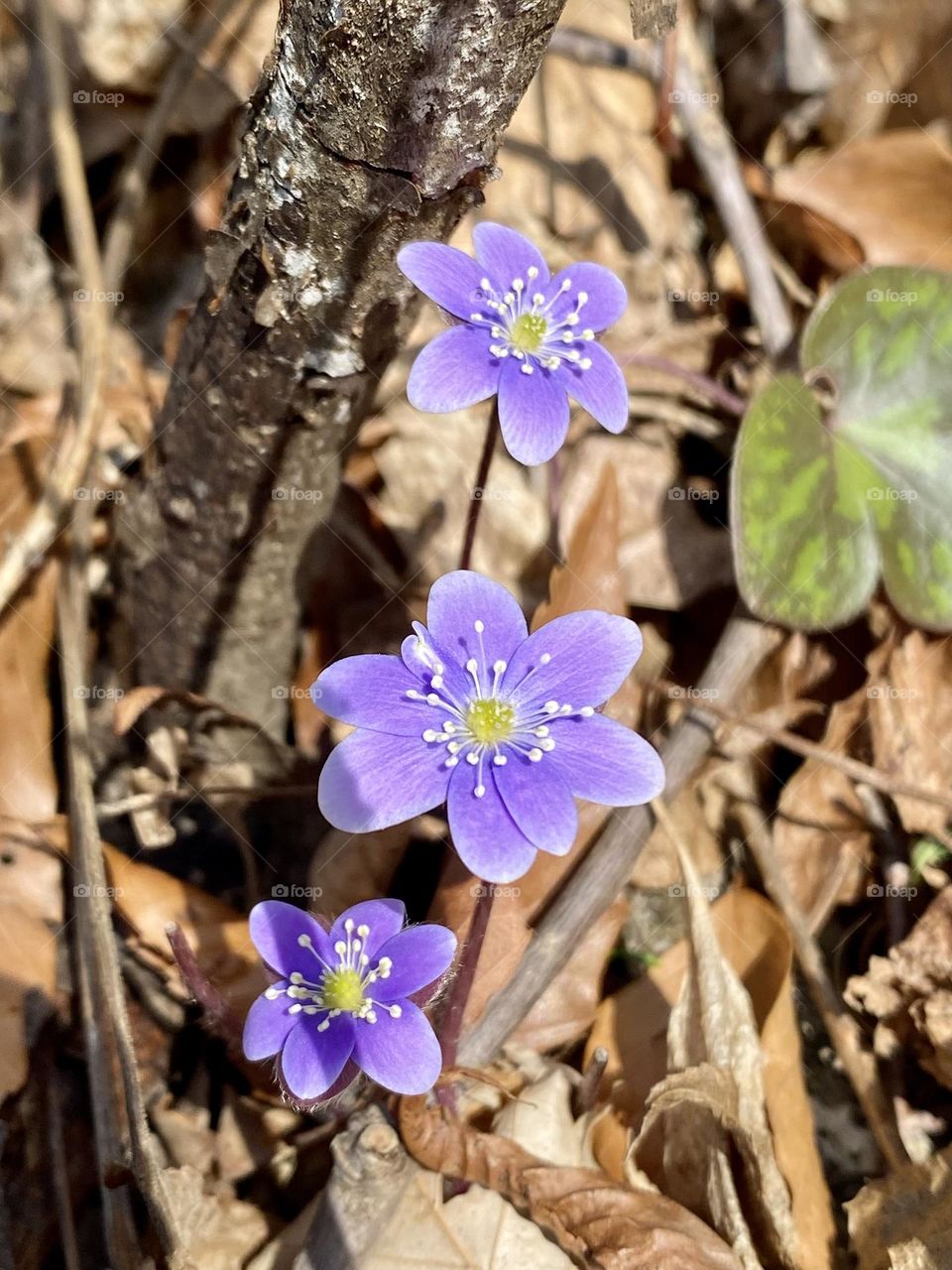 A trio of wildflowers emerging from the leaves on the forest floor
