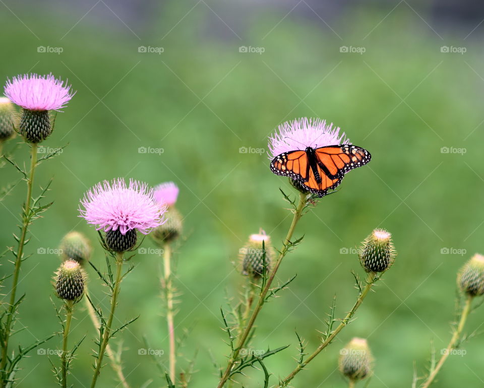Thistle & Monarch Butterfly