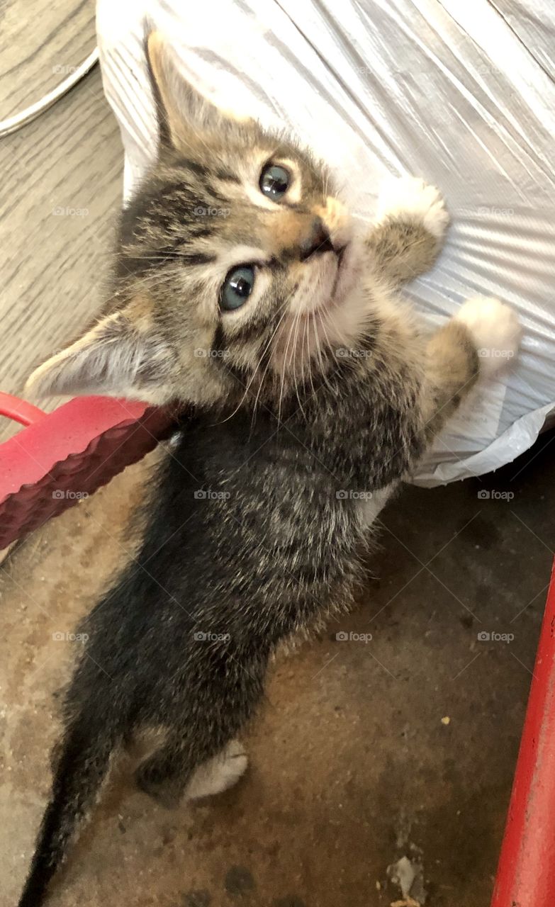 My curious little boy, Tom.