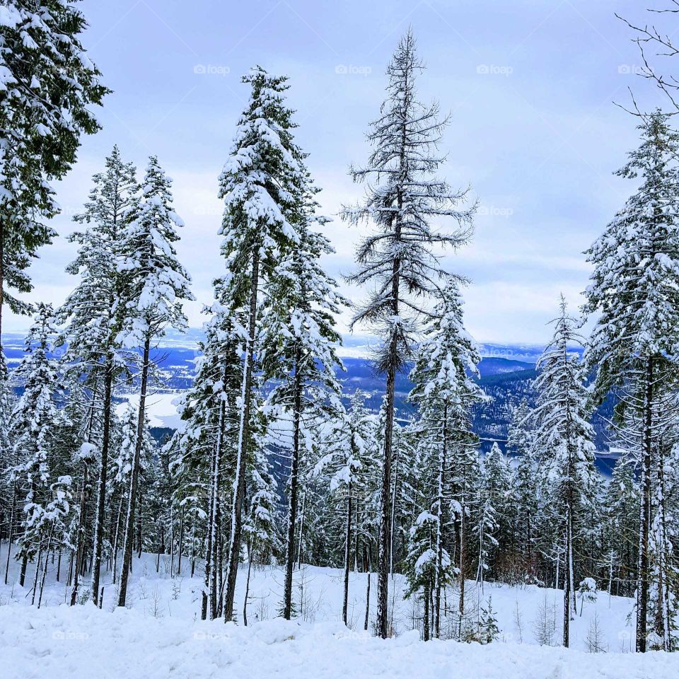 Snow covered trees on a mountain top