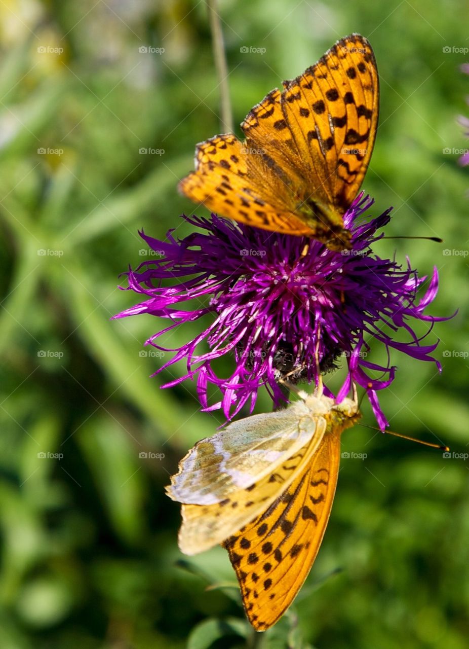 Two butterflies