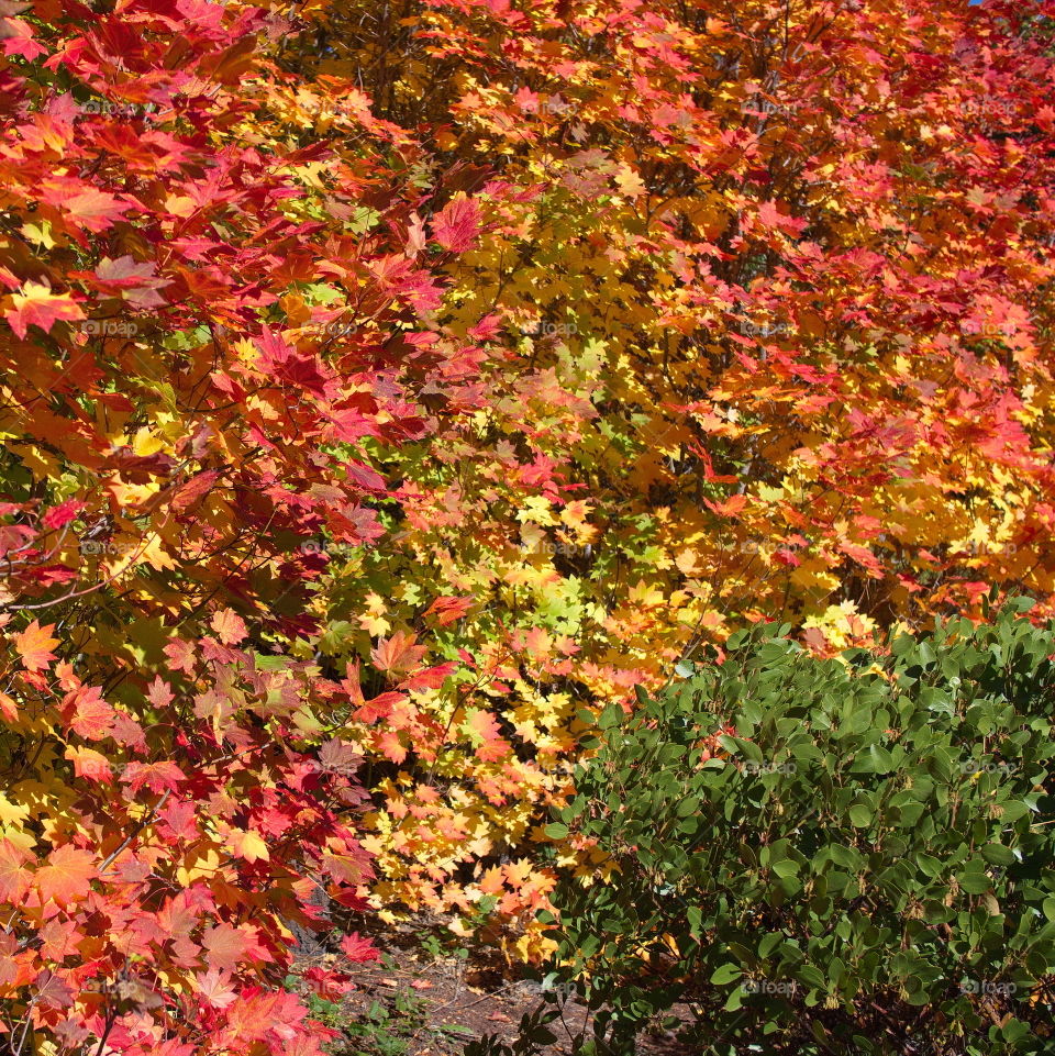 Maple leaves in their brilliant fall colors in the forests of Oregon 