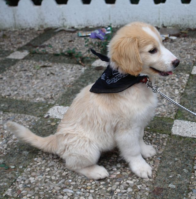 perro