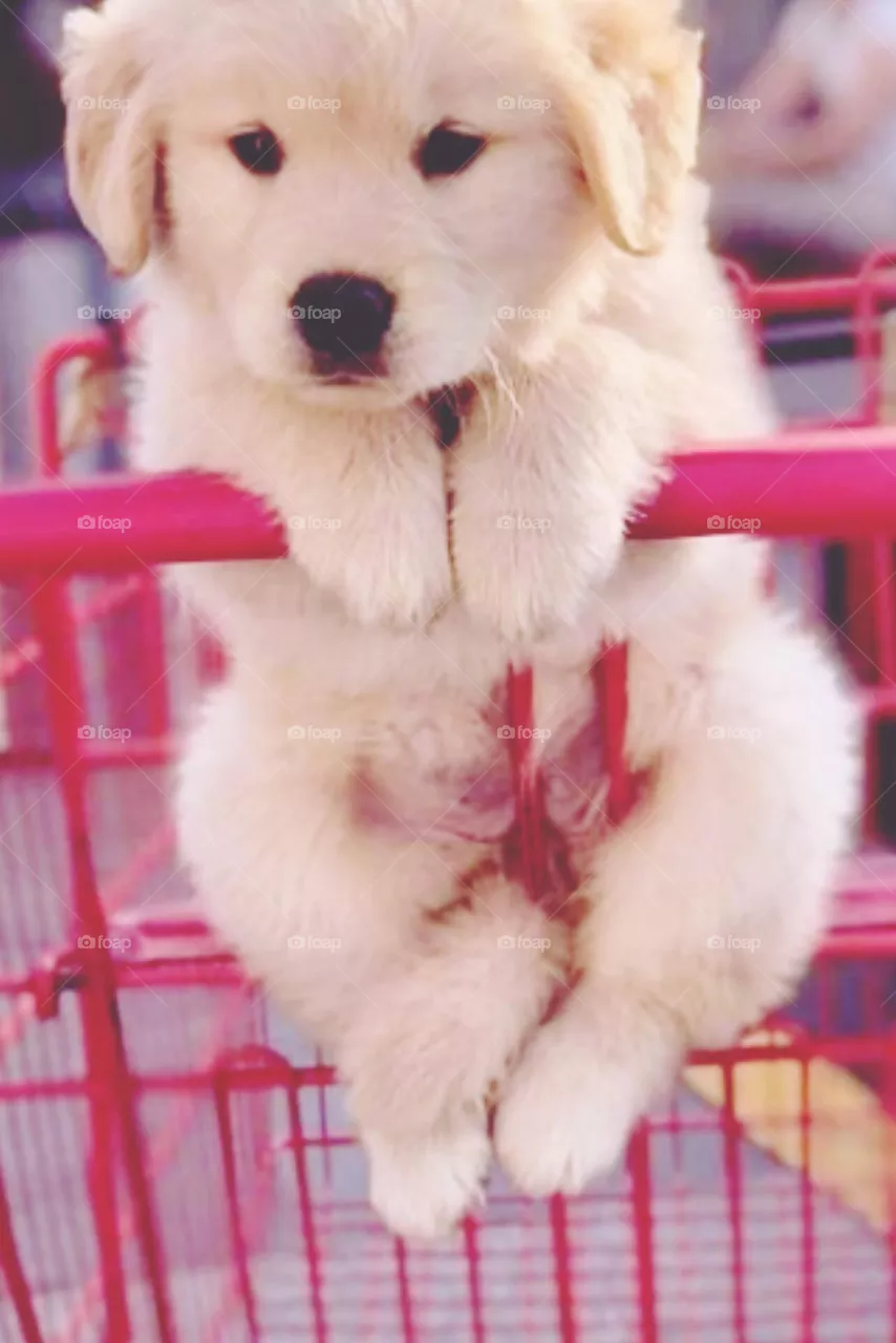 🐕