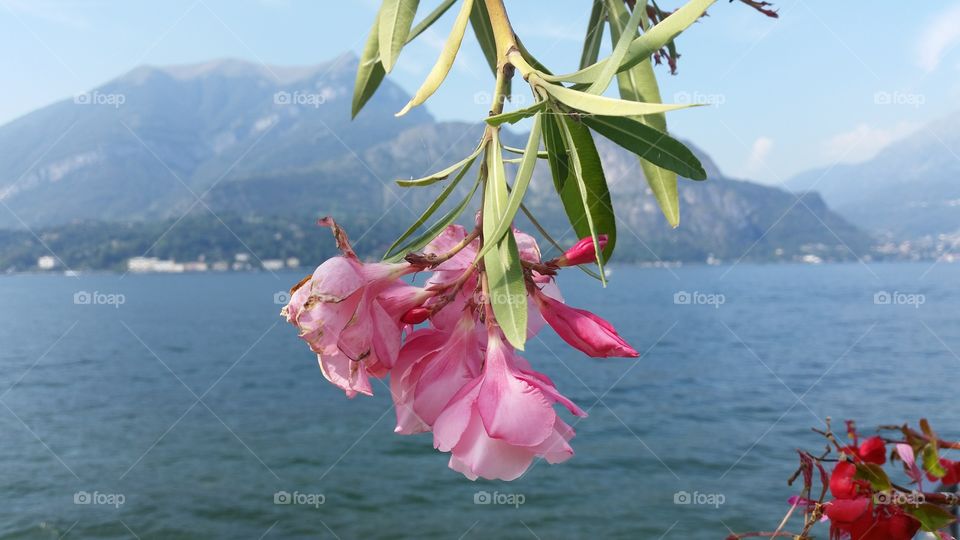 A flower and its lake