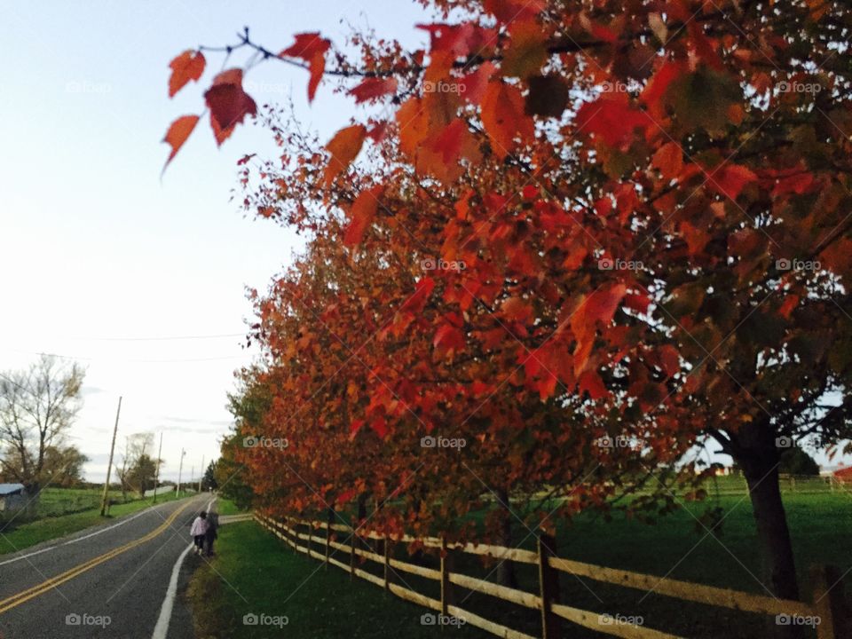Fall, Leaf, Tree, No Person, Road