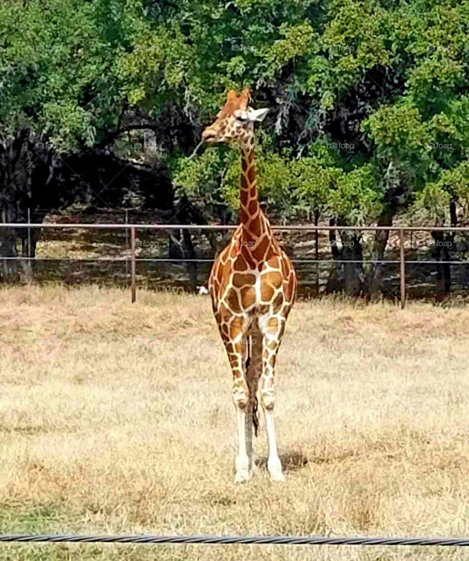 Giraffe