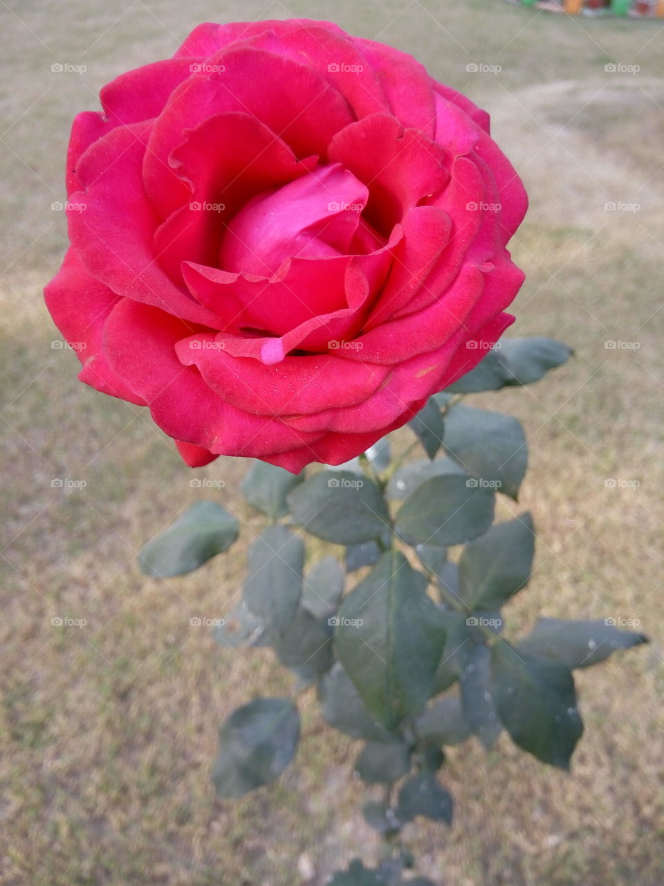 Flower, Rose, No Person, Nature, Flora