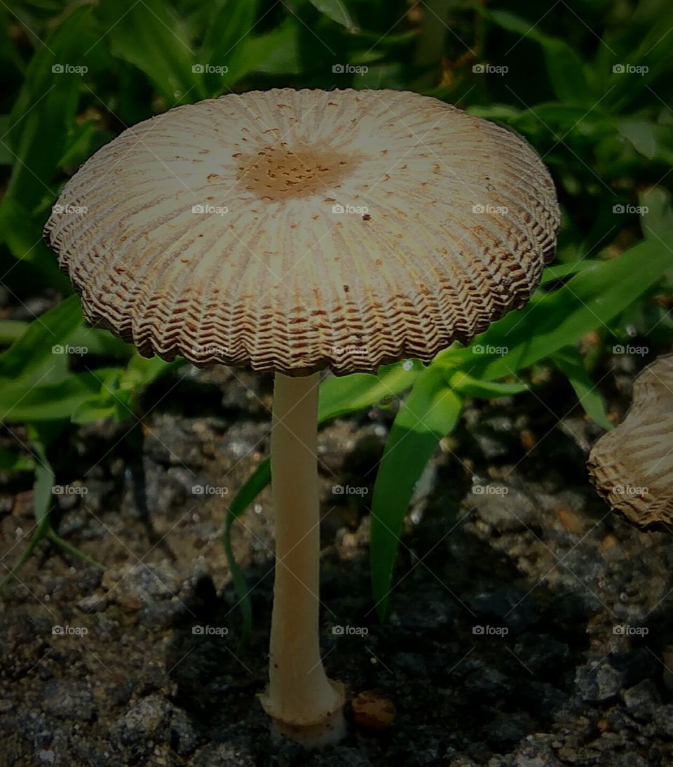 big mushroom