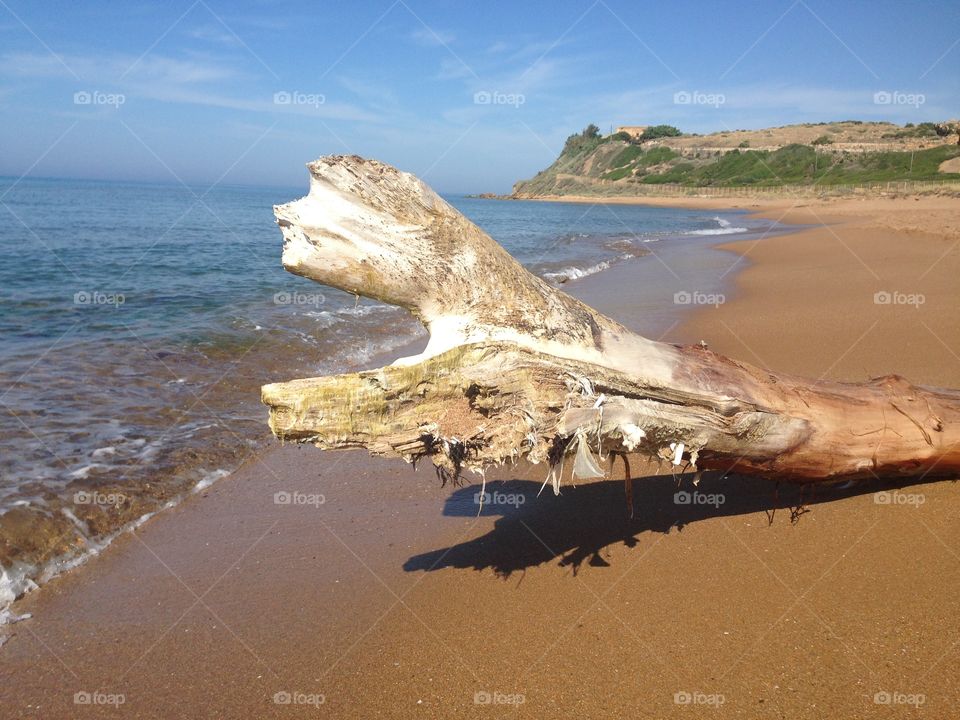 Driftwood on beach