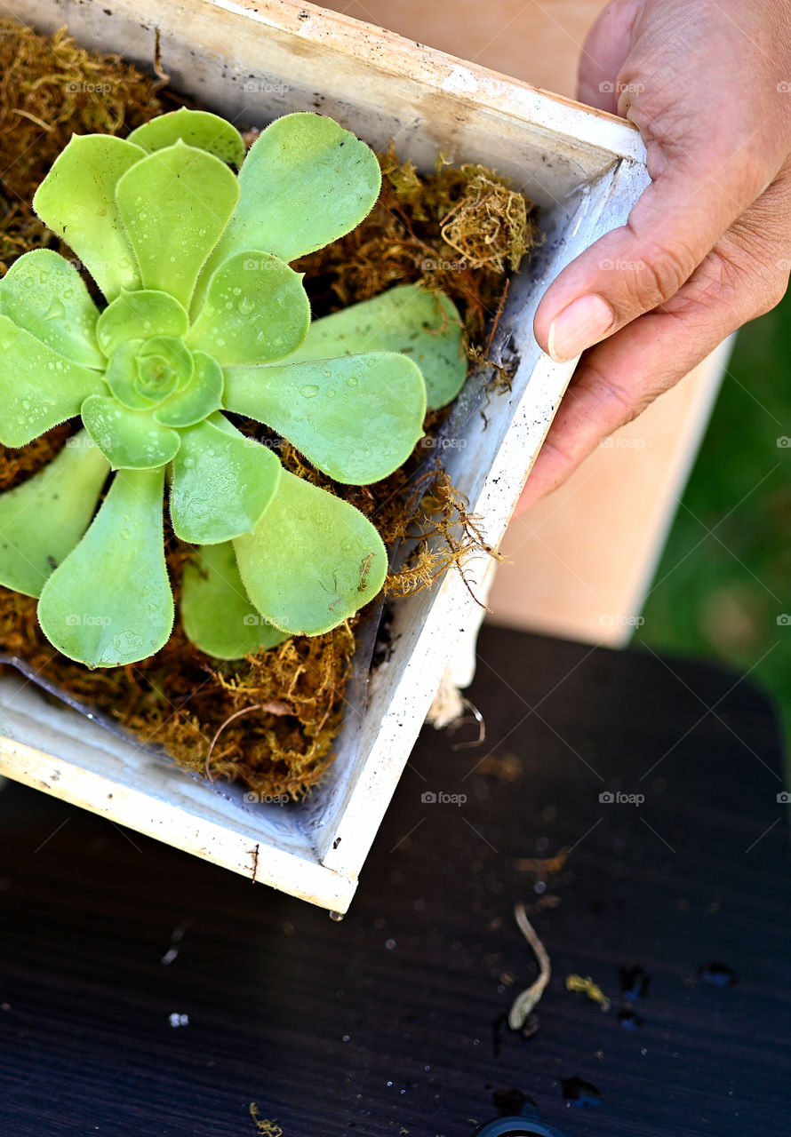 Close up shot of a succulent plant inside the box