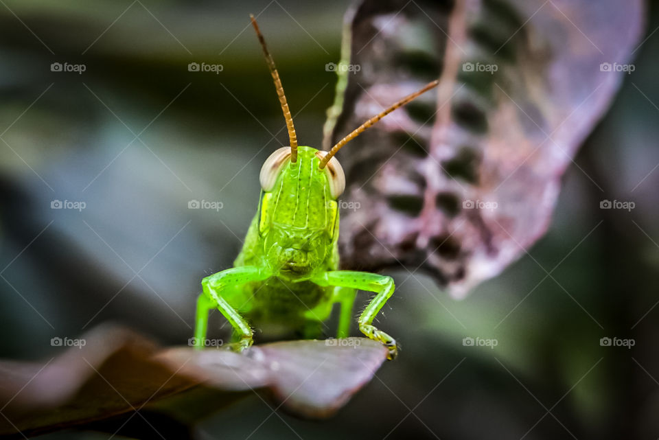 Hello, I'm Mr. Green