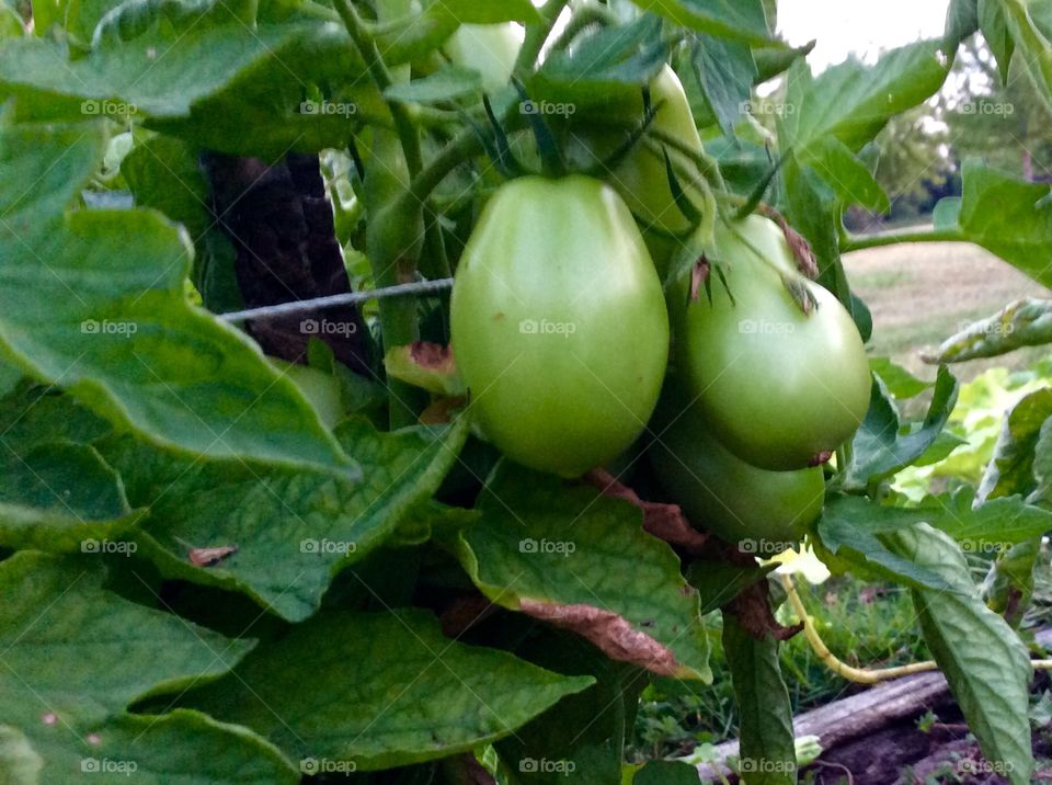 These are first tomatoes in our organic garden. Roma tomatoes grow well in our organic garden