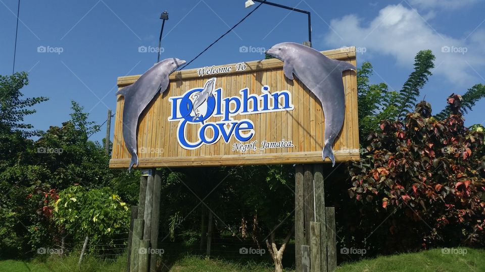 Dolphin Cove