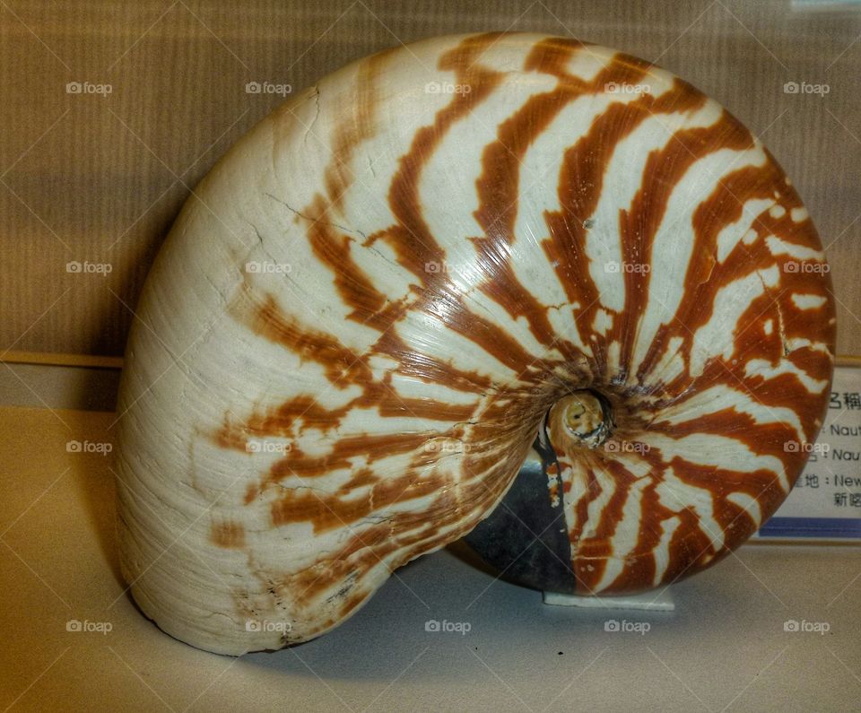 Nautilus swirls