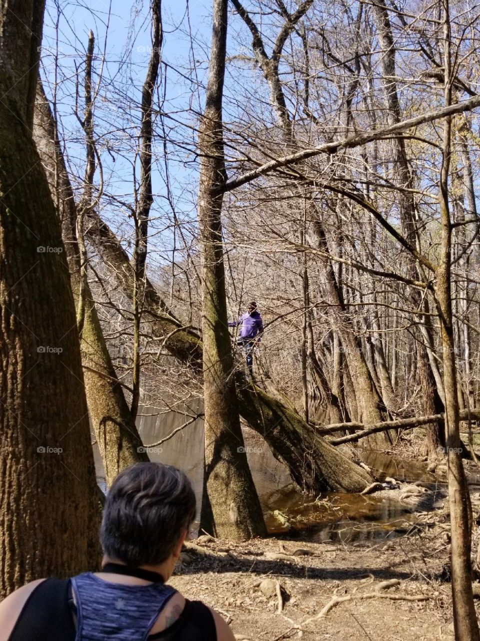 Tree, Wood, Outdoors, Park, Nature