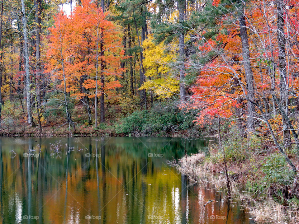 Fall in Callaway Gardens