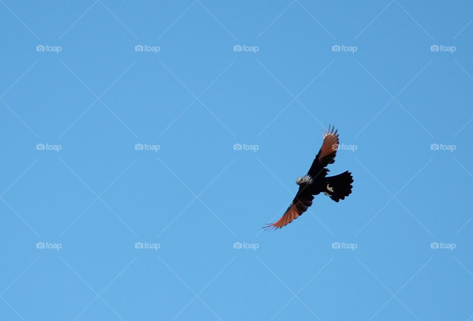 red-winged starling I flight