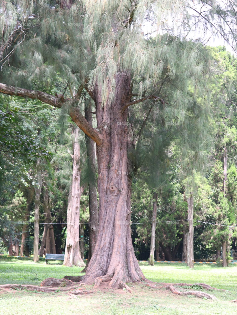 Tree, Nature, Wood, Landscape, Park