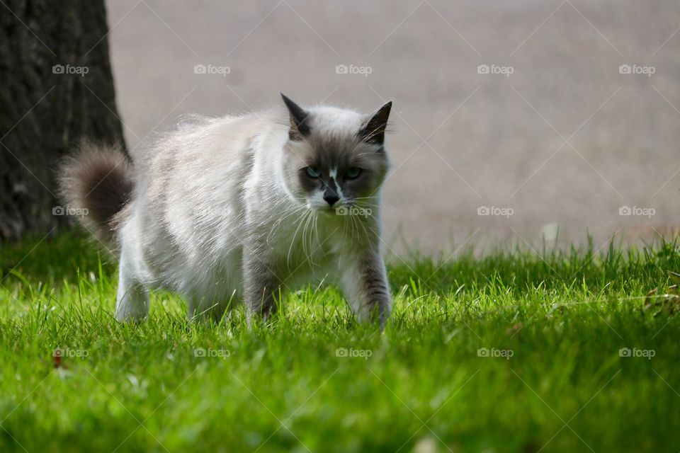 Ragdoll tabby cat stalking prey outdoors