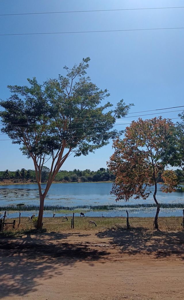 Rural landscape