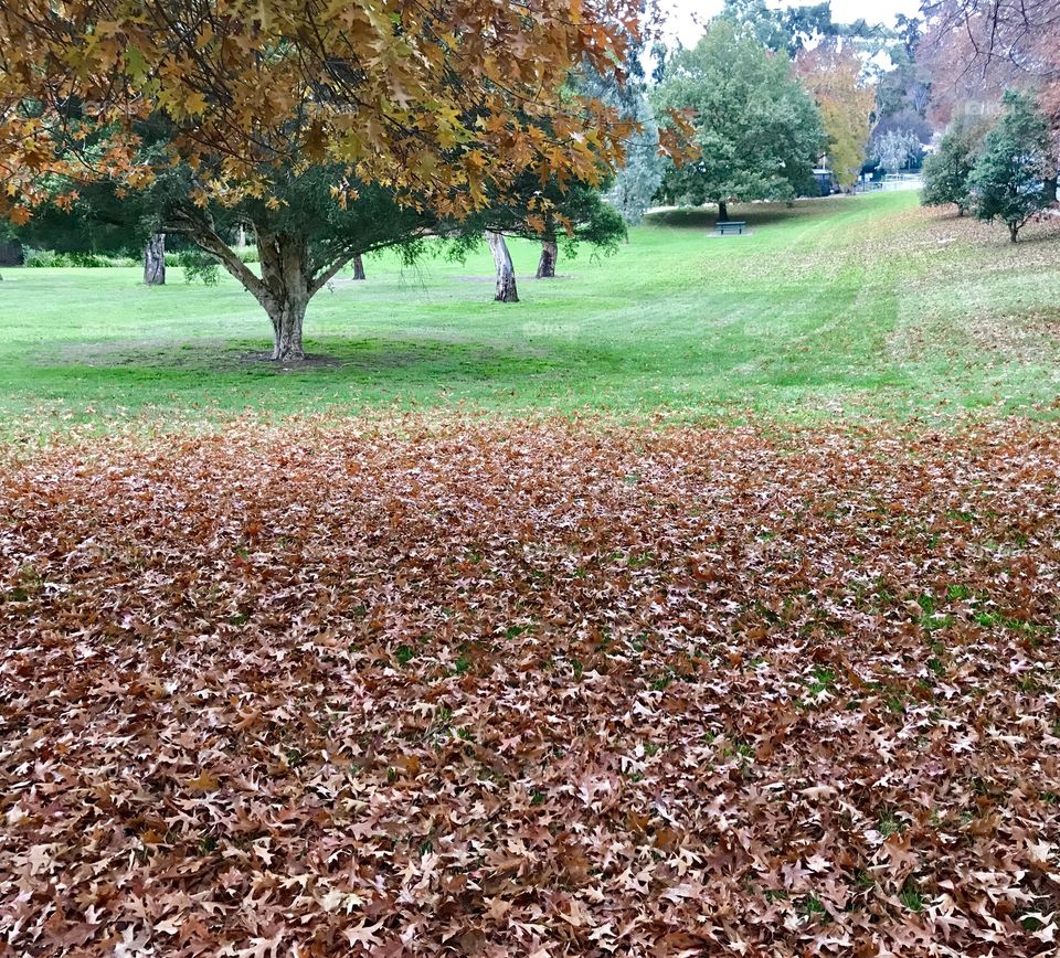 Autumn leaves in the park