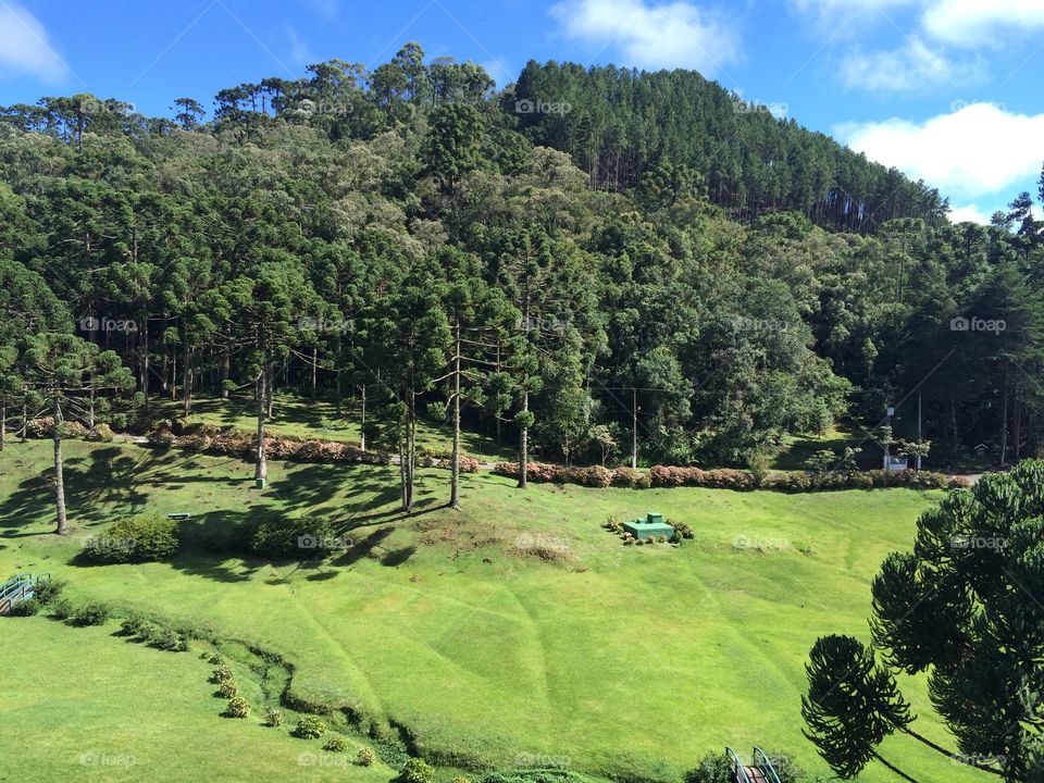 Typical Brazilian tree araucaria in a green forest