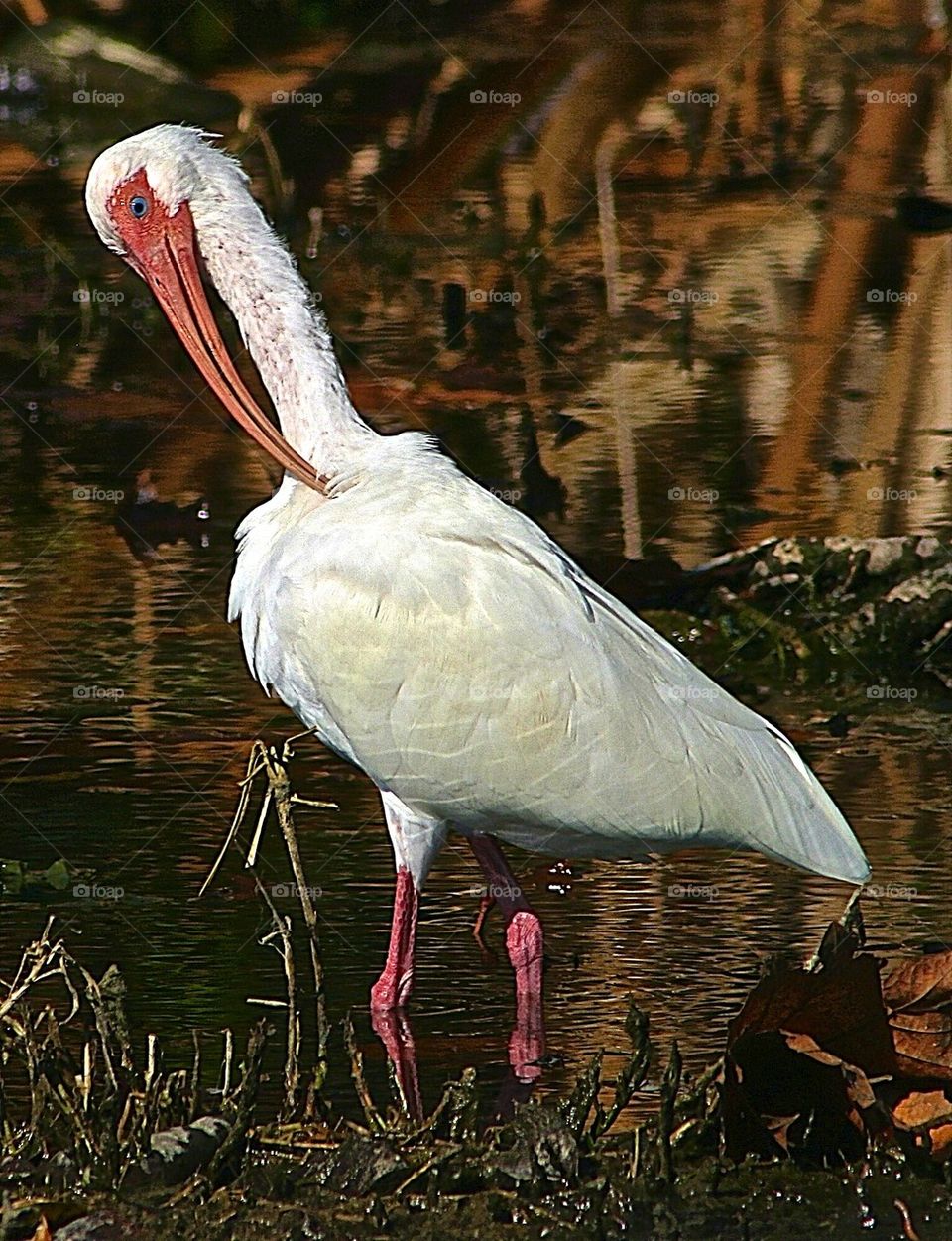 Ibis Preening