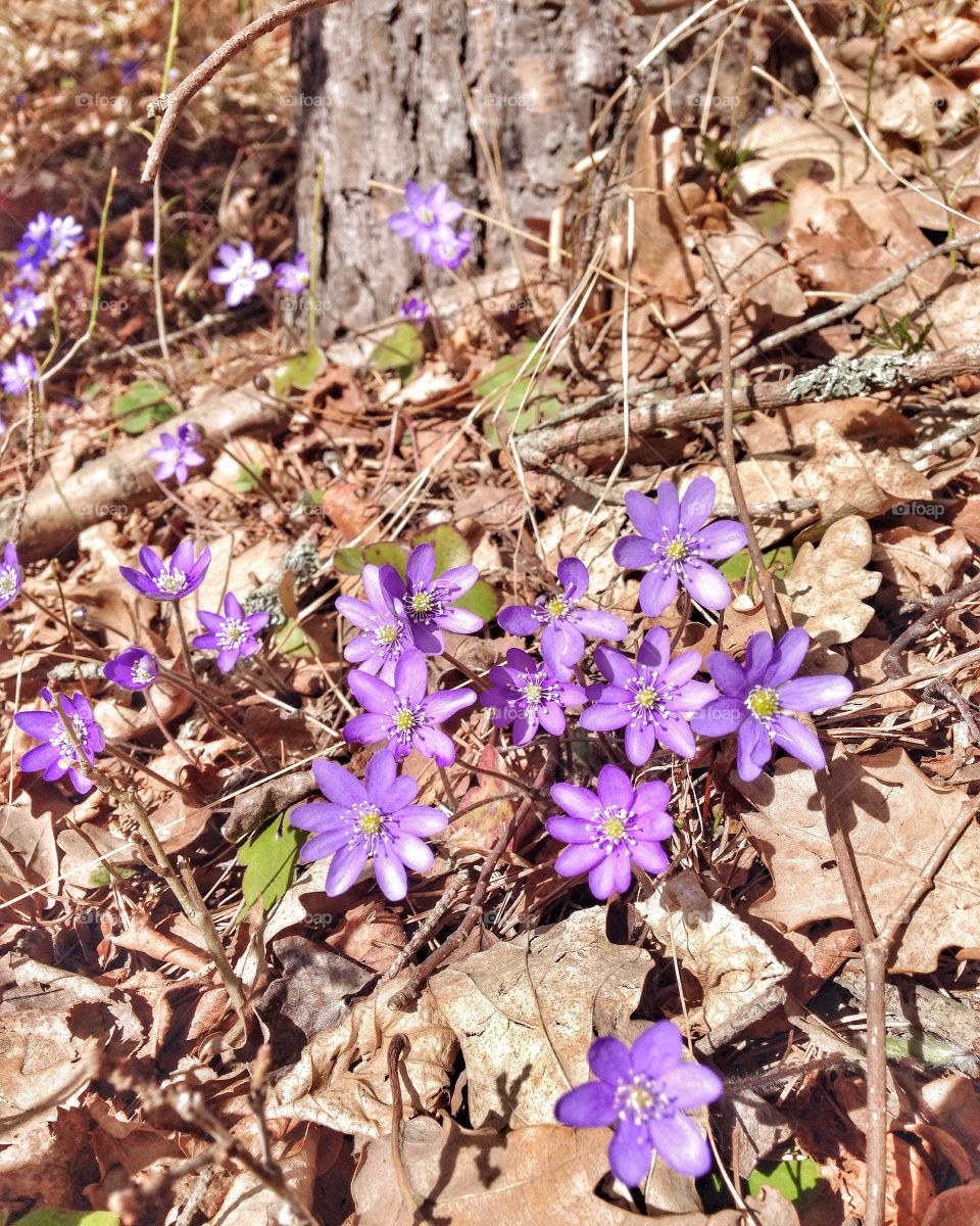 hepatica