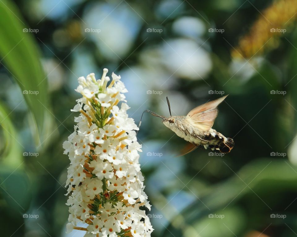 Flying hummingbird hawk-moth pollinating flower