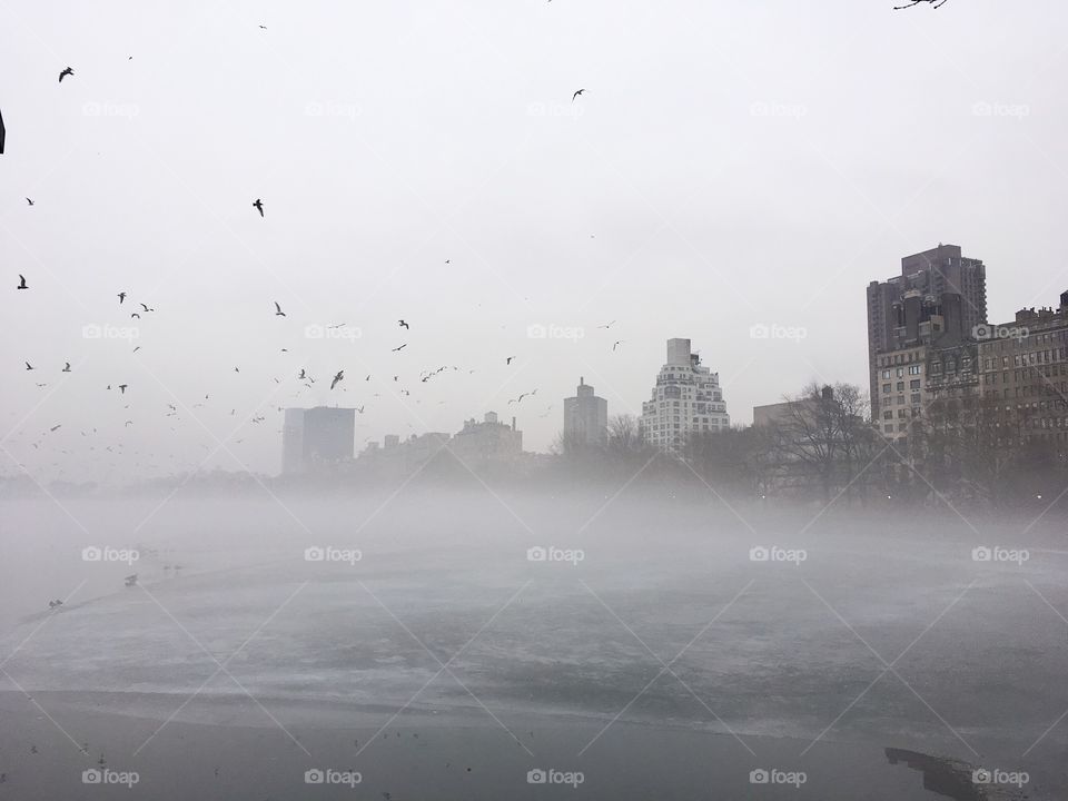 Birds flock in the foggy New York City skyline