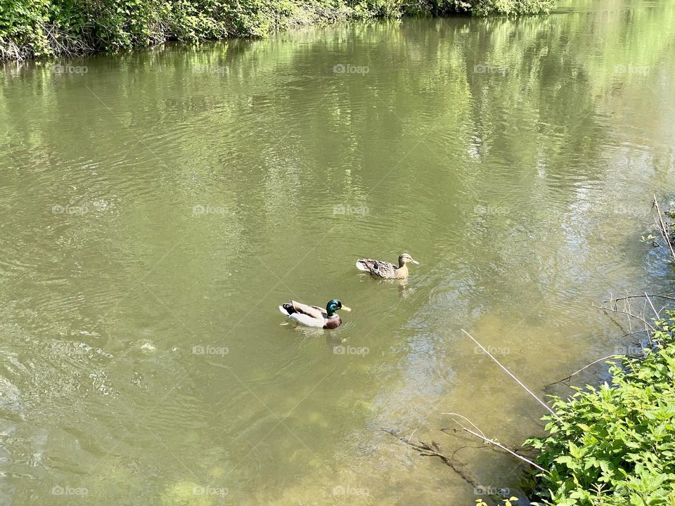 Ducks 