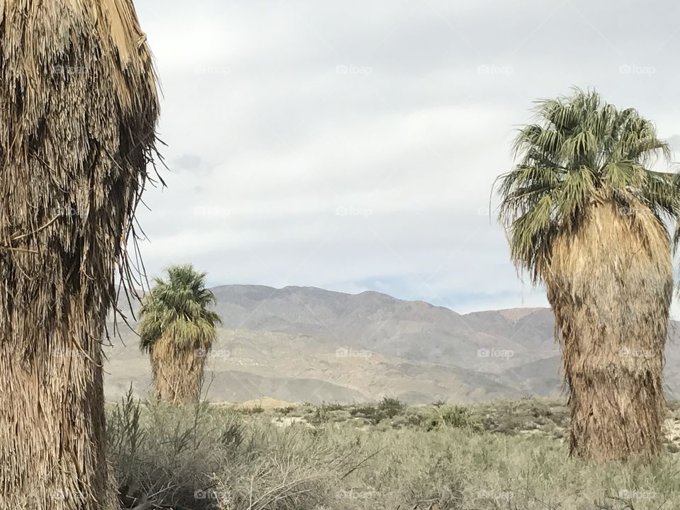Desert Palms