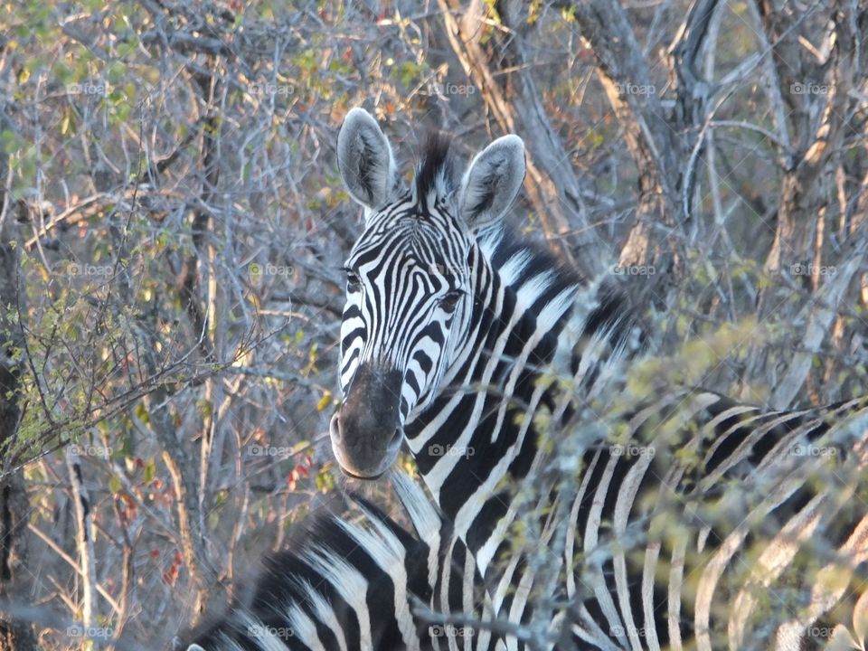 Zebra watch 