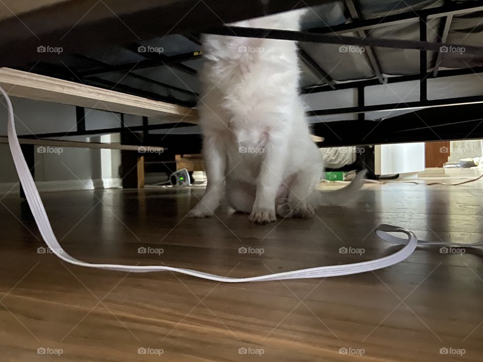 Floof under the bed