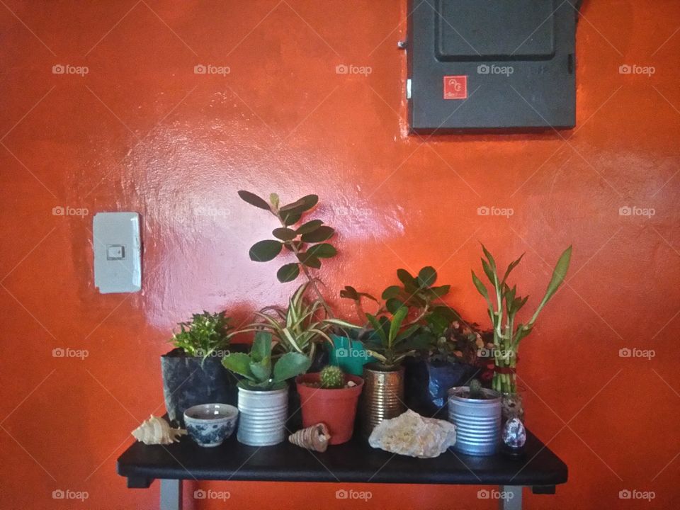 house plants