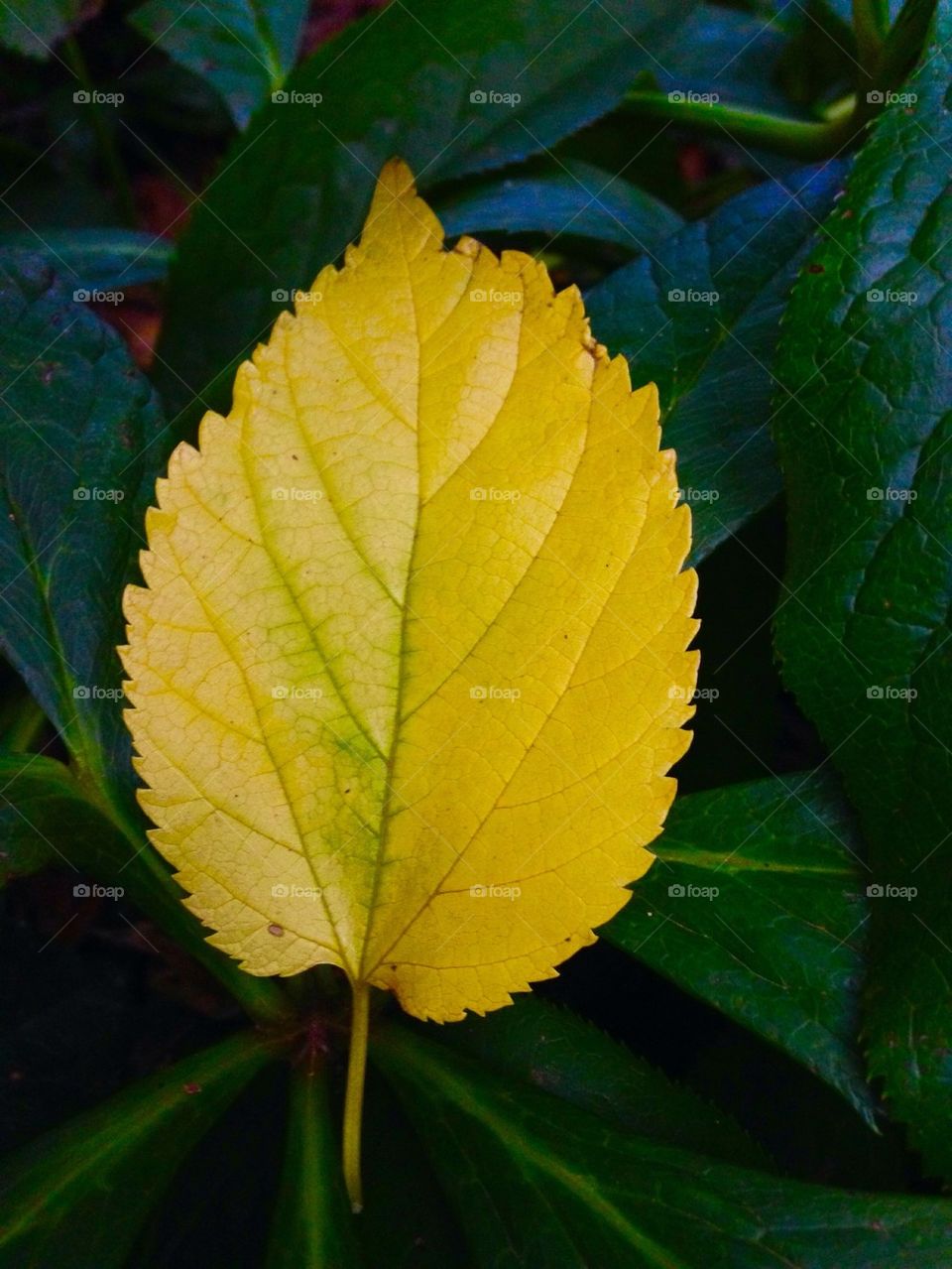 leaf