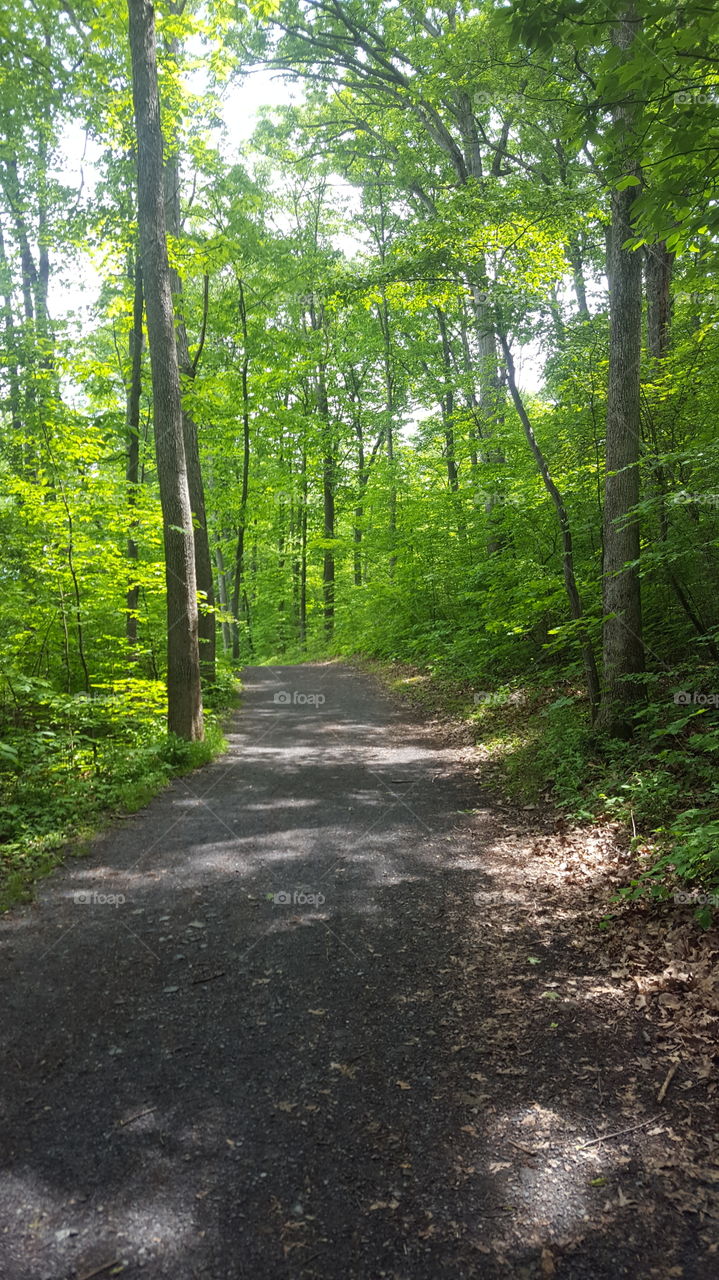 hike in the woods