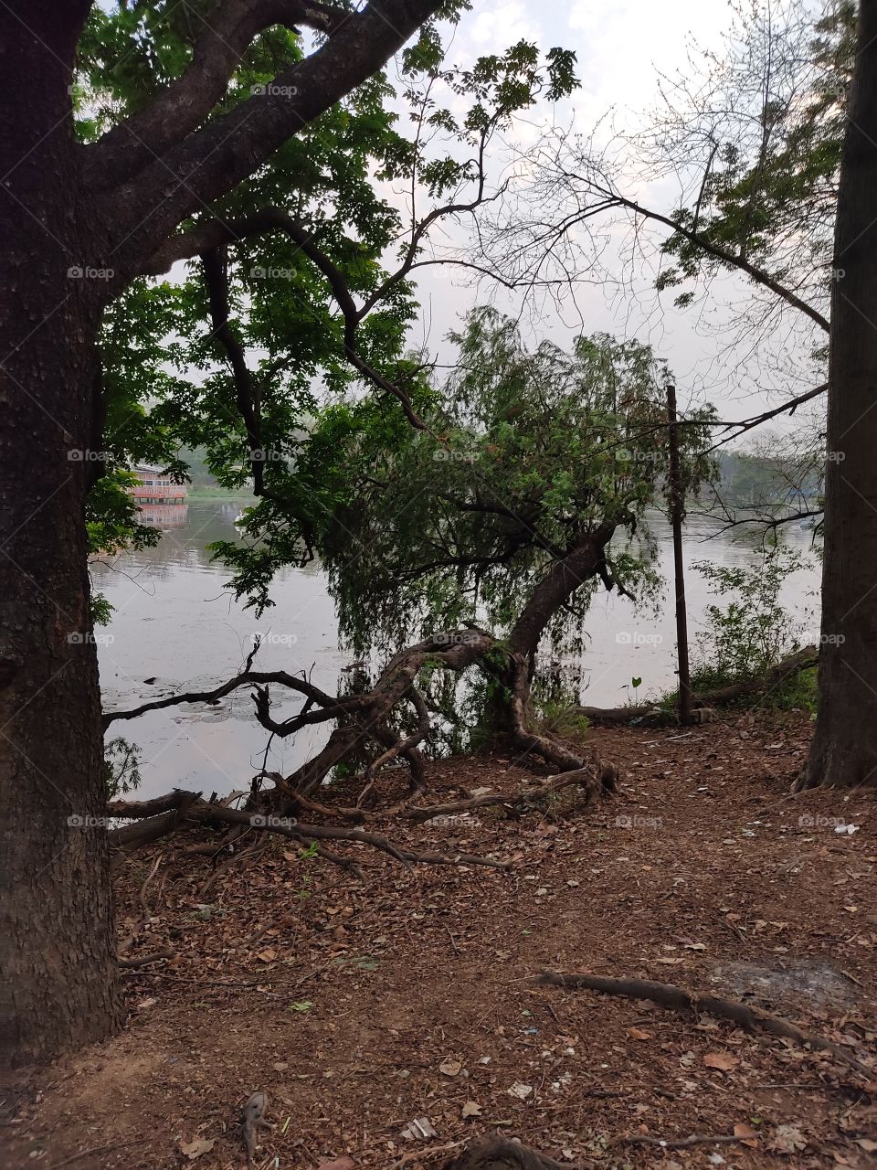 Serpentine tree by the side of the pond.