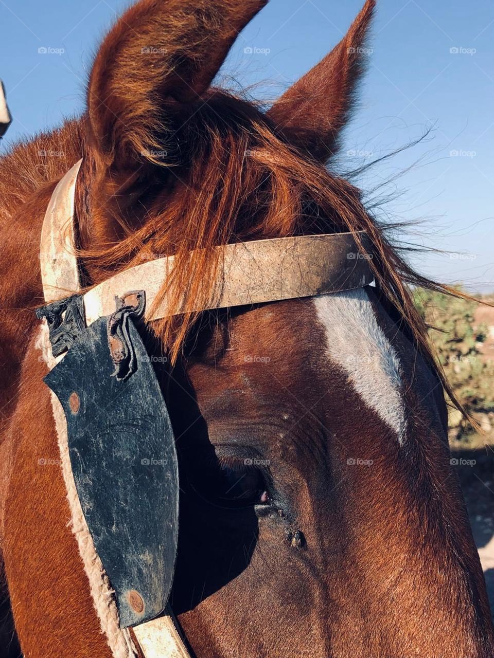 Beautiful horse looking at camera 