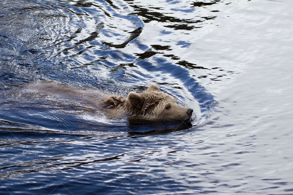 Bear swimming in blue water  - Björn som simmar i blått vatten 